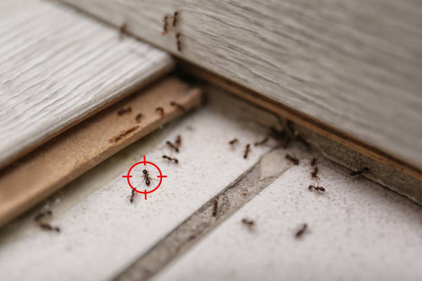Best Pest Control Near Me in Westernport, MD