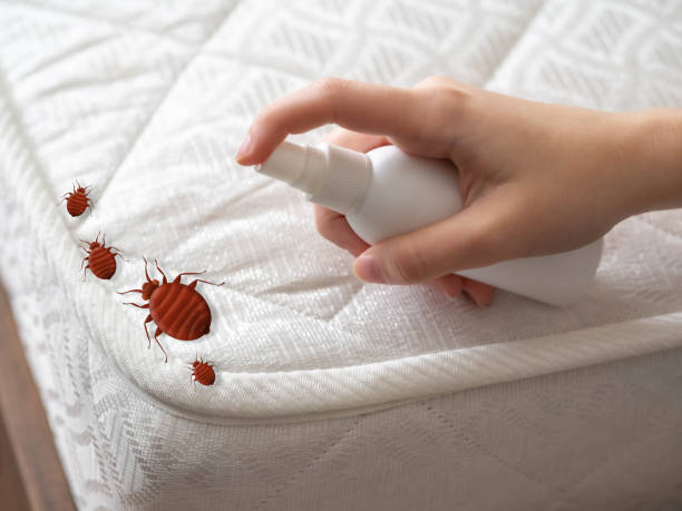 Best Affordable Pest Control Services  in Westernport, MD
