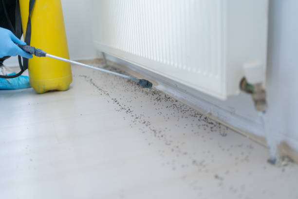 Best Cockroach Control Services  in Westernport, MD