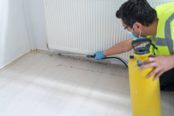 Best Termite Control Services  in Westernport, MD
