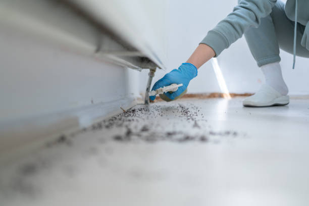 Best Emergency Pest Control  in Westernport, MD